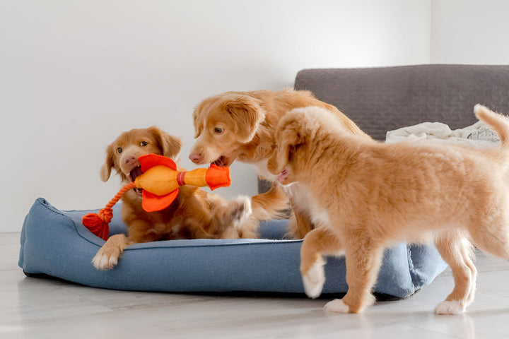 Fun Pet Toys Keep Pets Active Daily