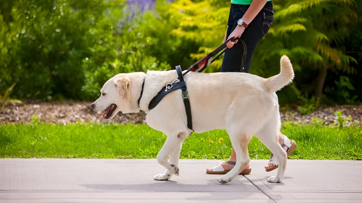 Perfect Pet Leashes For Comfortable Walks